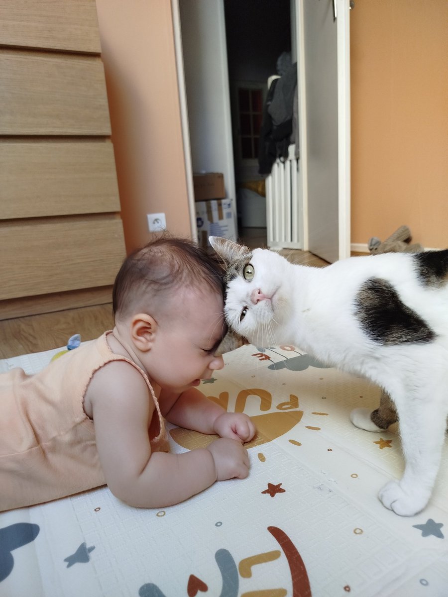 La fille du chat noir tweet media