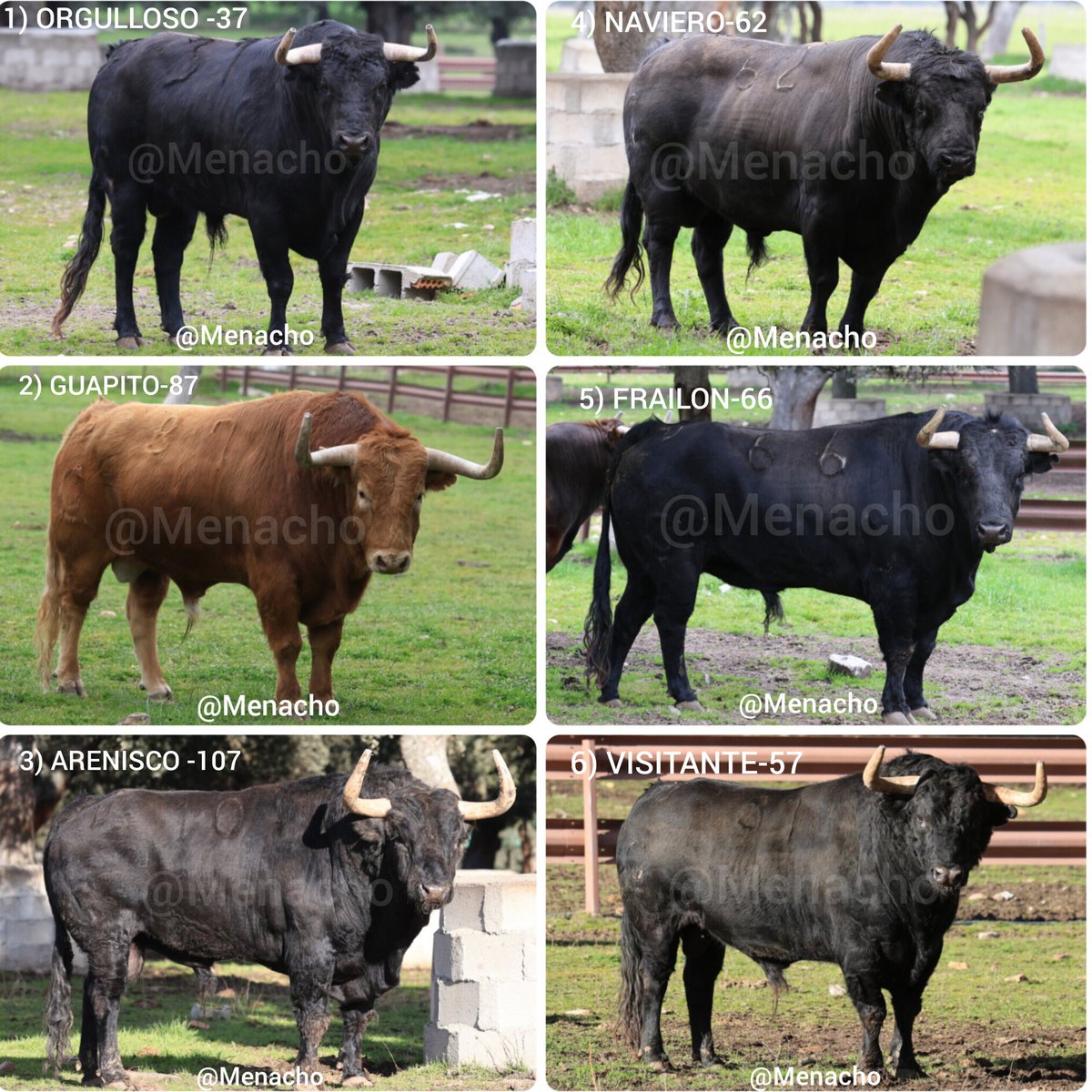 objetivoeltoro's tweet photo. 🔴 MADRID 🐂
Orden de lidia y datos de los toros de #Garcigrande en el campo, para hoy en #Madrid #LasVentas
#MorenitoDeAranda #Talavante y #Aguado 🍀
#sanisidro2026 #camadas2026 #toroenelcampo #fotografiataurina https://t.co/RJzEHs5eFY