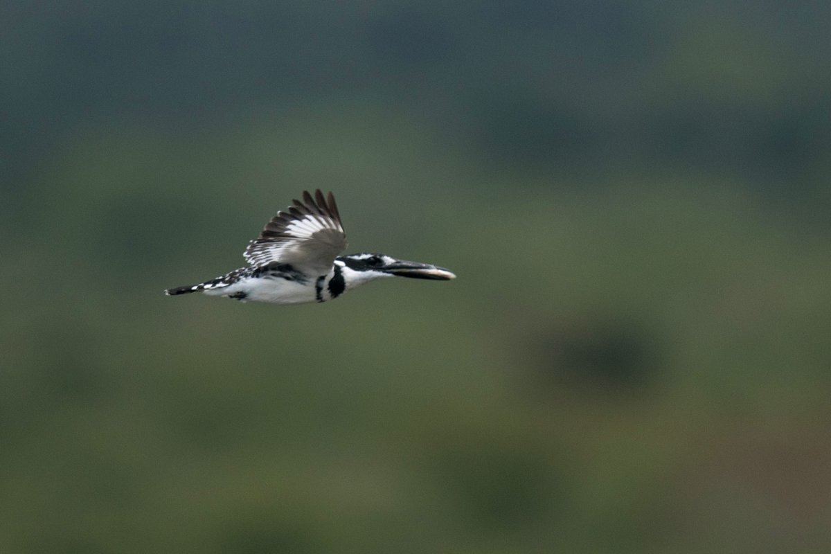 AkageraGame's tweet photo. Black and white, crisp wings and keen eyes.

The pied kingfisher brightens @AkageraPark's waterways with acrobatic fishing dives. It may be a common visitor, but its movements never fail to steal the show.

Don’t miss it on your next boat trip. 

#VisitRwanda 🇷🇼 | #Mantis https://t.co/iuEE0o9Zh9