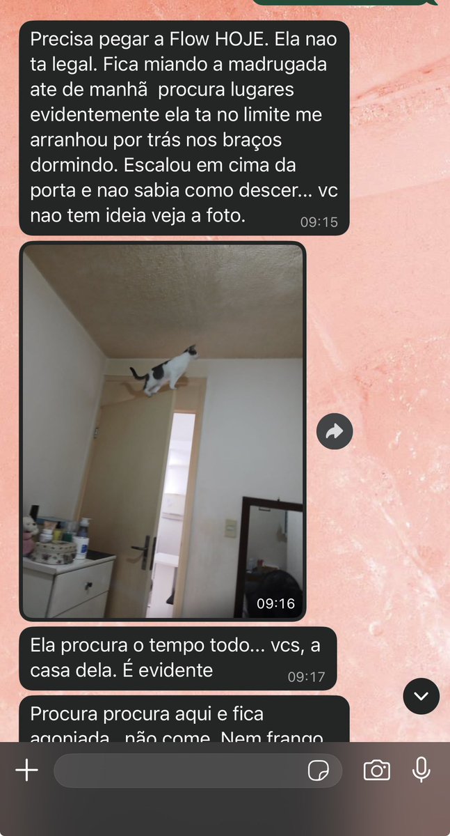 lure tweet media