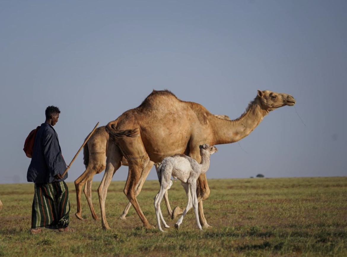 KnightofAdal's tweet photo. Somalia 🐪 🇸🇴 

📸: Cawaale Koronto https://t.co/s2xIsPRqjr