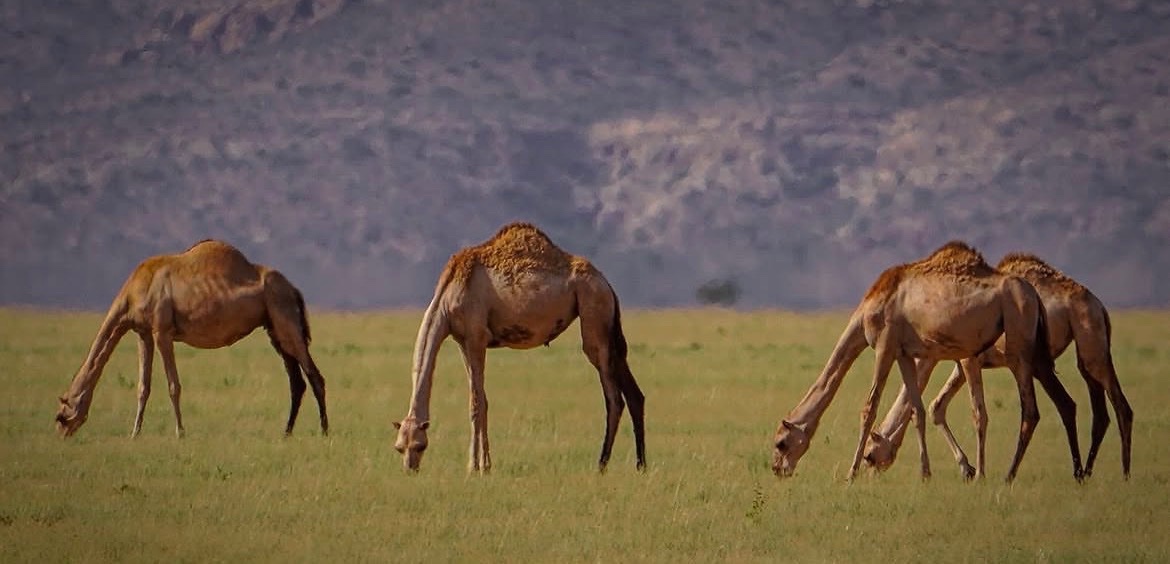 KnightofAdal's tweet photo. Somalia 🐪 🇸🇴 

📸: Cawaale Koronto https://t.co/s2xIsPRqjr