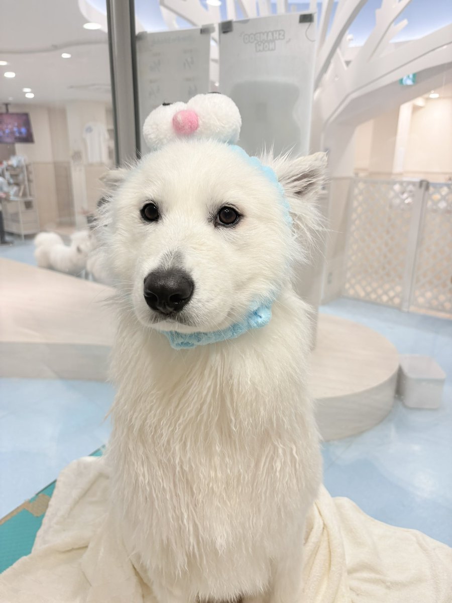 ブロー前のライチちゃん💜 🐻‍❄️🩵サモエドカフェアル 上板橋店🩵🐻‍❄️