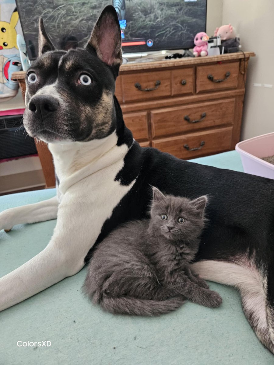 wolf_rai's tweet photo. @fantamon2025 My dog has always had such white-blue eyes that reflect the world  and stare into the souls imagine some sort of dark health type "mirror wolf" as for this lil guy I rescued him while he was sick and begging for help he reminds me of sandball https://t.co/C6mbfaZuGn
