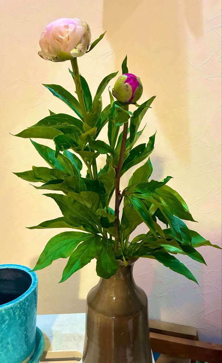 FUKUMASHA_'s tweet photo. 芍薬をお買い上げ440円
モフワモフワと花開くの楽しみ https://t.co/8C12krdvhg