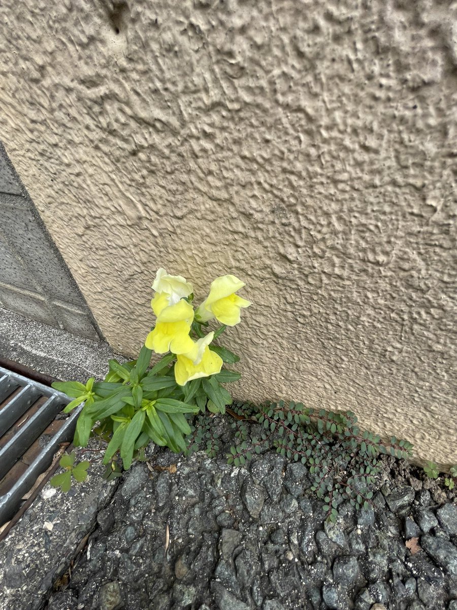 E8Saya's tweet photo. 色々あり、濃い数日間でした。
やっと、宇宙から生還できた感覚です。
まわりの人たちにも不快な気持ちにさせたと思います。

今こうして、threadを書いていて、近くでワンコが寝ていて、とても幸せを感じています。
見守ってくださった方々にも有り難い気持ちです。
これで明日からも頑張れそうです✊ https://t.co/Yrrg7oy274