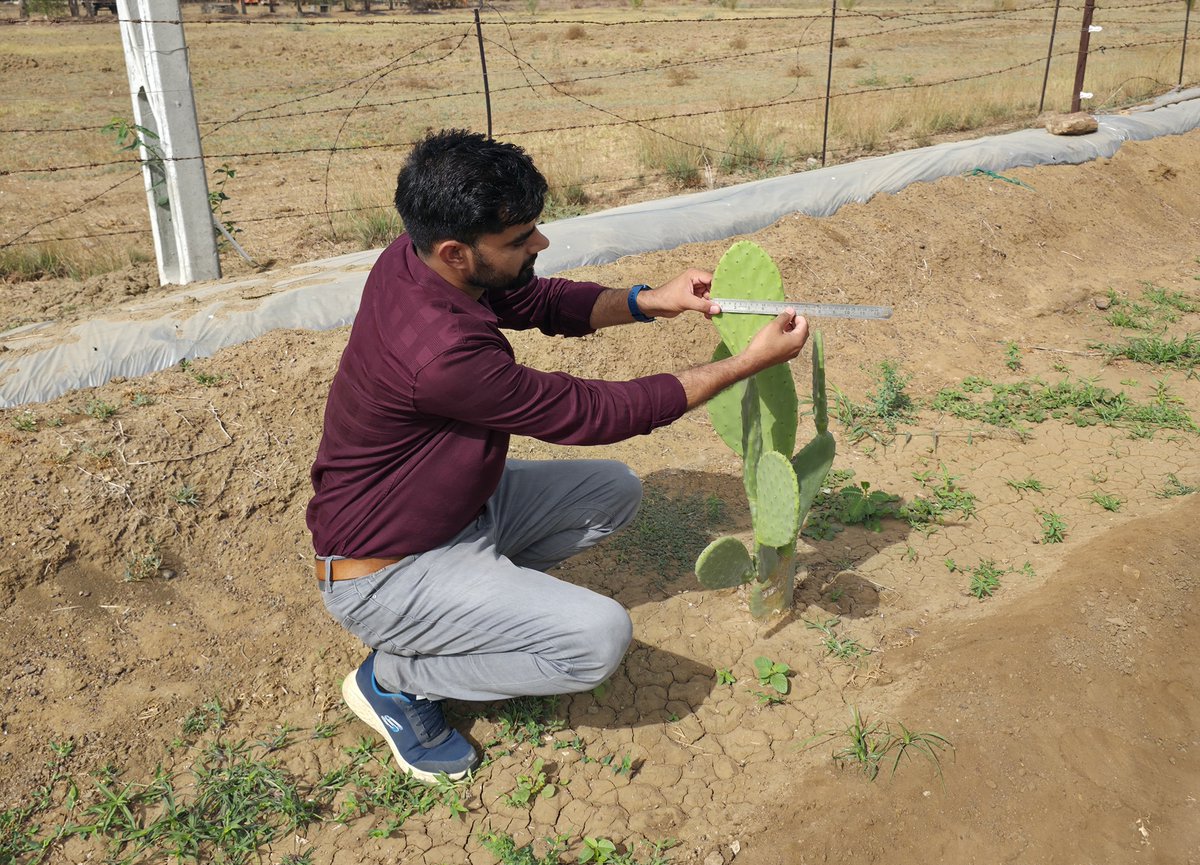 DrBadhal's tweet photo. 🌵 Field Observation on Cactus Growth & Development 🌵

Regular monitoring and scientific measurement are essential for understanding the growth performance of cactus under arid and semi-arid conditions. At ICAR–CAZRI, Krishi Vigyan Kendra, Kukma–Bhuj, detailed field observations and cladode measurements are being carried out to evaluate plant establishment, growth rate, and adaptability under dryland farming systems.

#CactusCultivation #DrylandAgriculture #ClimateResilientFarming #CAZRI #KVKBhuj #SoilScience #SustainableAgriculture #ResearchForFarmers #AridAgriculture