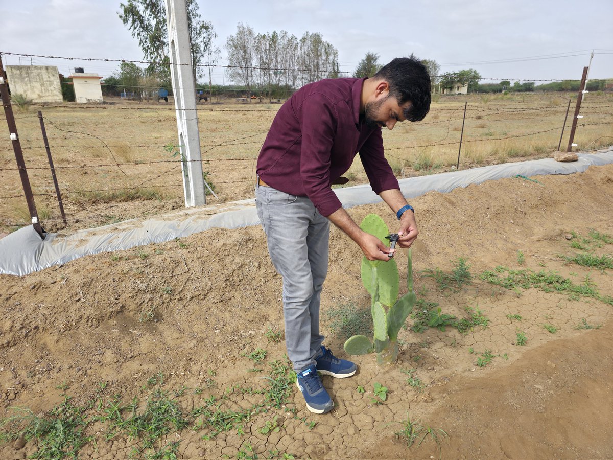 DrBadhal's tweet photo. 🌵 Field Observation on Cactus Growth & Development 🌵

Regular monitoring and scientific measurement are essential for understanding the growth performance of cactus under arid and semi-arid conditions. At ICAR–CAZRI, Krishi Vigyan Kendra, Kukma–Bhuj, detailed field observations and cladode measurements are being carried out to evaluate plant establishment, growth rate, and adaptability under dryland farming systems.

#CactusCultivation #DrylandAgriculture #ClimateResilientFarming #CAZRI #KVKBhuj #SoilScience #SustainableAgriculture #ResearchForFarmers #AridAgriculture