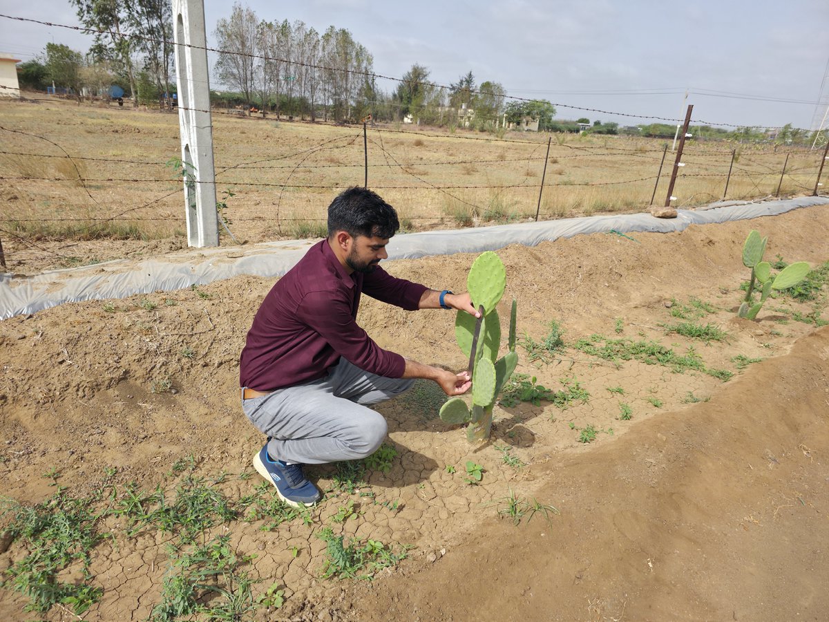 DrBadhal's tweet photo. 🌵 Field Observation on Cactus Growth & Development 🌵

Regular monitoring and scientific measurement are essential for understanding the growth performance of cactus under arid and semi-arid conditions. At ICAR–CAZRI, Krishi Vigyan Kendra, Kukma–Bhuj, detailed field observations and cladode measurements are being carried out to evaluate plant establishment, growth rate, and adaptability under dryland farming systems.

#CactusCultivation #DrylandAgriculture #ClimateResilientFarming #CAZRI #KVKBhuj #SoilScience #SustainableAgriculture #ResearchForFarmers #AridAgriculture