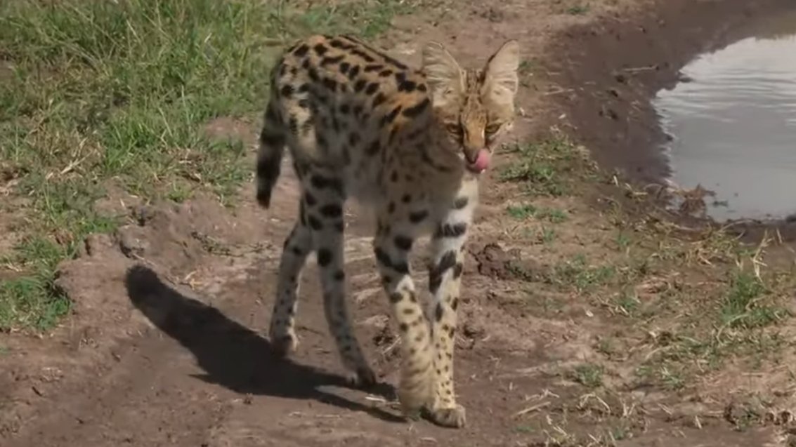 myrtleSC1's tweet photo. Did she just give us the tongue ? 😅  #wildearth https://t.co/VuYik4MWDL