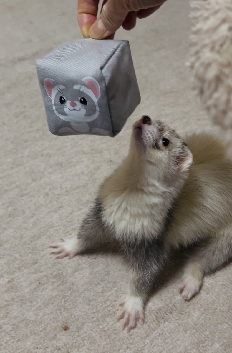 フェレットのかまぼこくん #フェレット #ferret