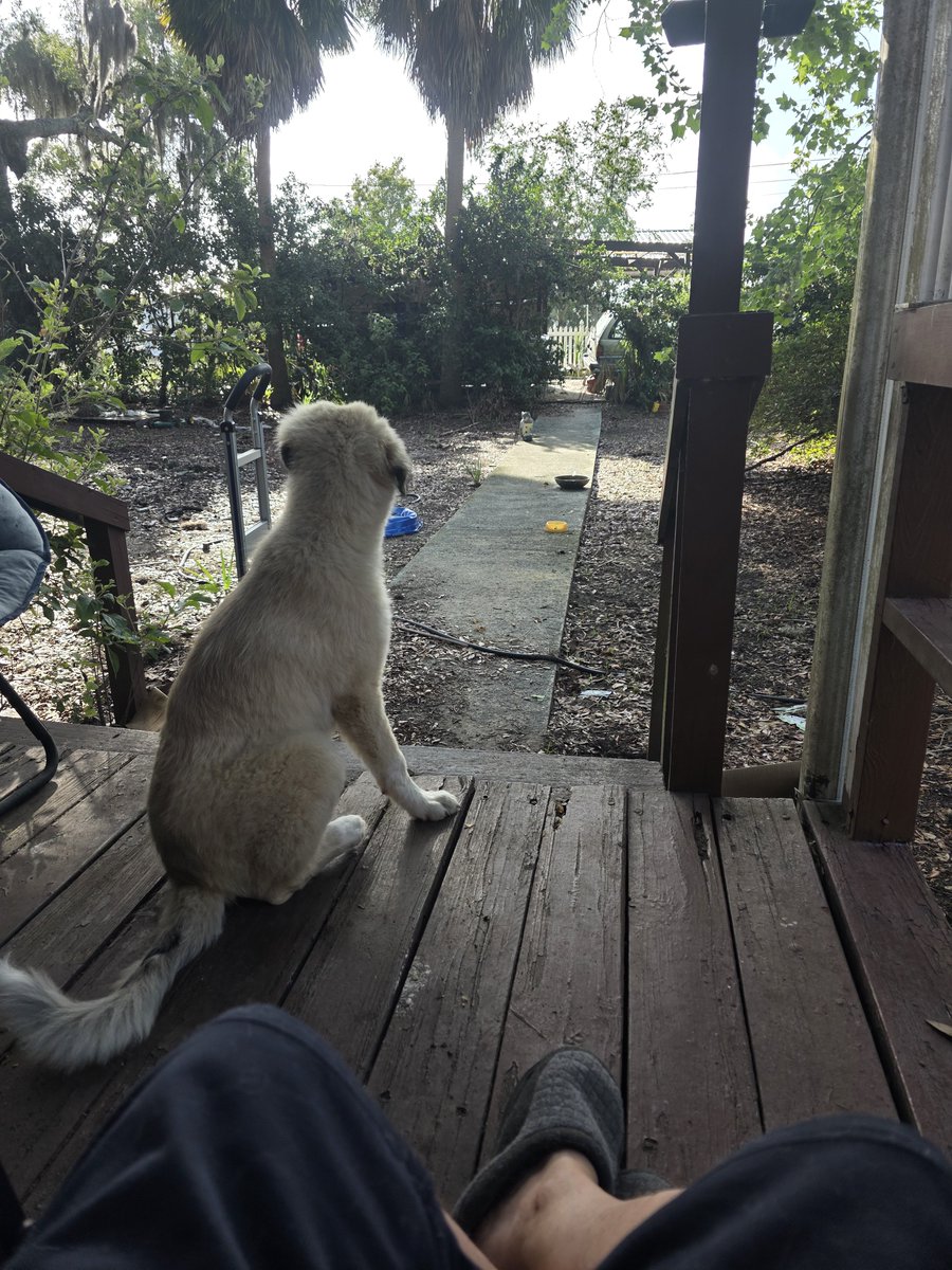 Tiffany, Joey, Bobbie, Bella & Shadow. tweet media