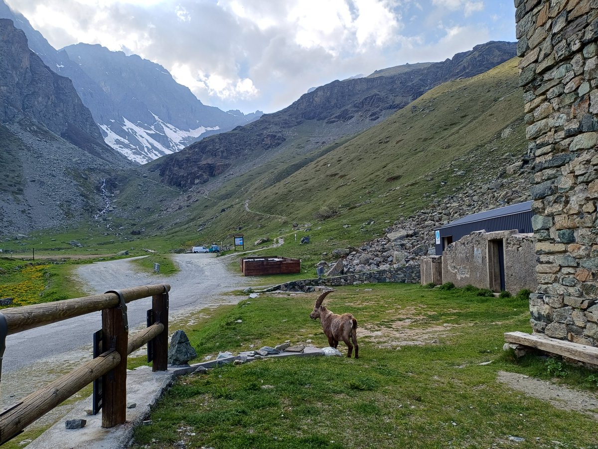 ParcoMonviso's tweet photo. Quando si prende servizio all'alba, è più facile fare incontri speciali in montagna. Ecco chi "è andato a trovare" i nostri guardiaparco al Pian del Re, impegnati in attività di monitoraggio faunistico. https://t.co/HD92G7xBnH