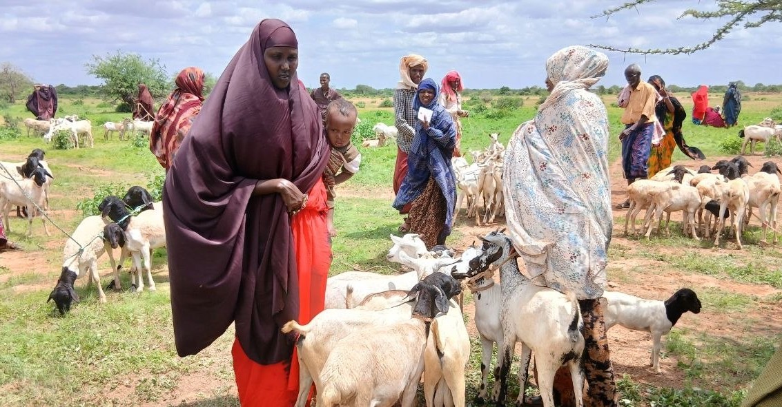 EthioRedCross's tweet photo. ERCS Somali Regional Branch, in collaboration with the Netherlands Red Cross, has provided livestock restocking support to 220 vulnerable households across five kebeles under the SRAP Project.

https://t.co/gU96MpYMiB
@eu_echo @Geke 

We Live for Humanity! https://t.co/DeJJCn1dsx