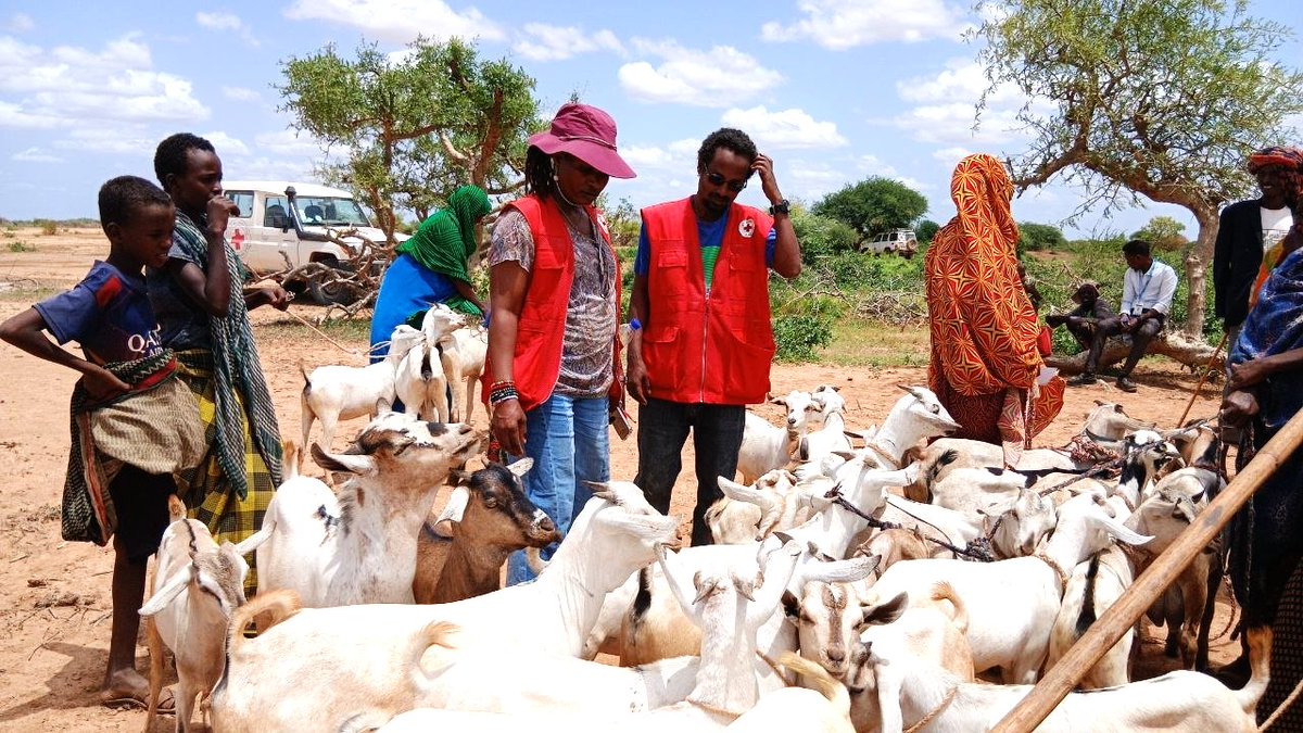 EthioRedCross's tweet photo. ERCS Somali Regional Branch, in collaboration with the Netherlands Red Cross, has provided livestock restocking support to 220 vulnerable households across five kebeles under the SRAP Project.

https://t.co/gU96MpYMiB
@eu_echo @Geke 

We Live for Humanity! https://t.co/DeJJCn1dsx