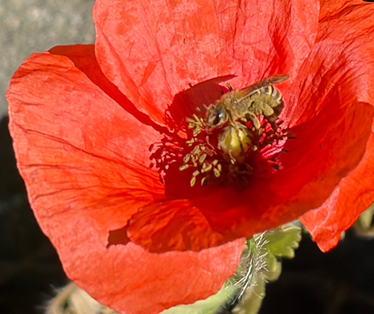 NorwaySkandin's tweet photo. 2/ Eine Gelbbindige #Furchenbiene #Halictus scabiosae (?) sitzt auf der roten Mohnblüte und ist auf der Suche nach Nektar. https://t.co/8PJU3Z39Pr