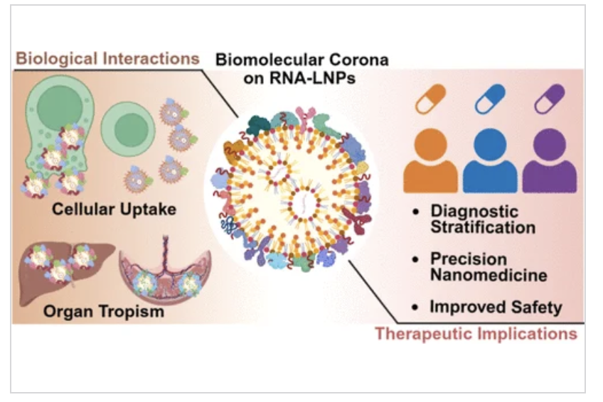 acsnano's tweet photo. This ACS Nano Review explores how biomolecular coronas shape RNA–lipid nanoparticles, guiding delivery, immunity, organ targeting, and precision nanomedicine. #ACSNano @David_Yi_Ju

Read it here 🔗 https://t.co/ZYeussZ1be https://t.co/ycYfYQ2R9A