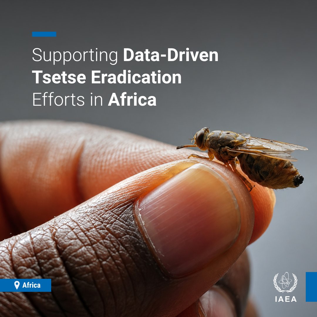 iaeaorg's tweet photo. African countries are stepping up efforts to eliminate disease-carrying tsetse flies using data and nuclear science.

With support from the IAEA, up-to-date maps built from the latest data show where the flies are and where action is needed most. Using the Sterile Insect Technique, nuclear technology helps stop the flies from reproducing.

Combined, these efforts are helping protect people, livestock and food security.

➡️ https://t.co/w9bH41Apud