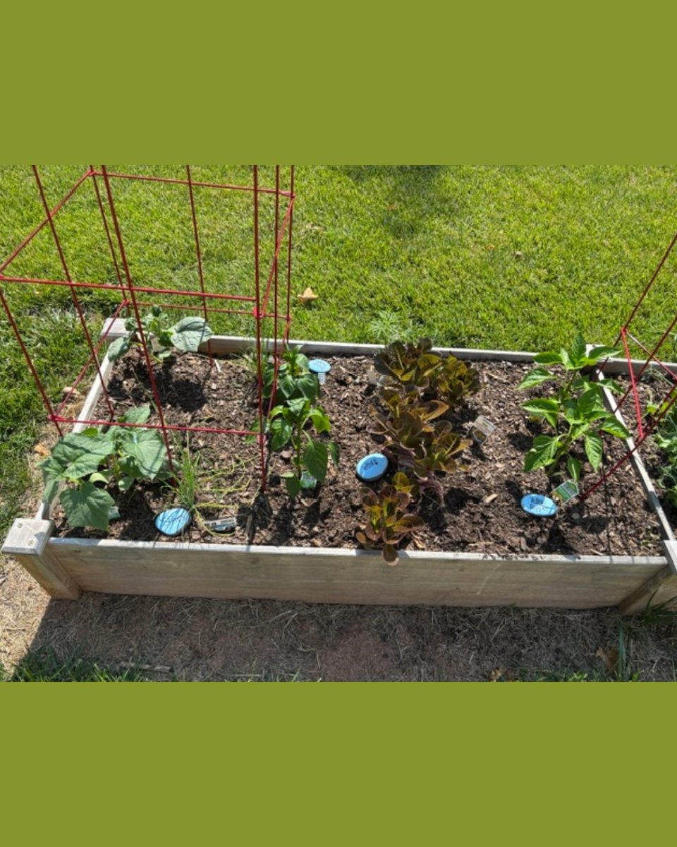 PrinceWmLibrary's tweet photo. Let it GROW! 🌱

Montclair Library is experimenting with gardening again. Stop by to see what veggies they have growing in their patch.

Montclair Library hours: 
M–W: 10:00 a.m. – 8:00 p.m. 
Th–S: 10:00 a.m. – 5:00 p.m.

#Gardening #PWPLibraries https://t.co/6C0RIOkxTw