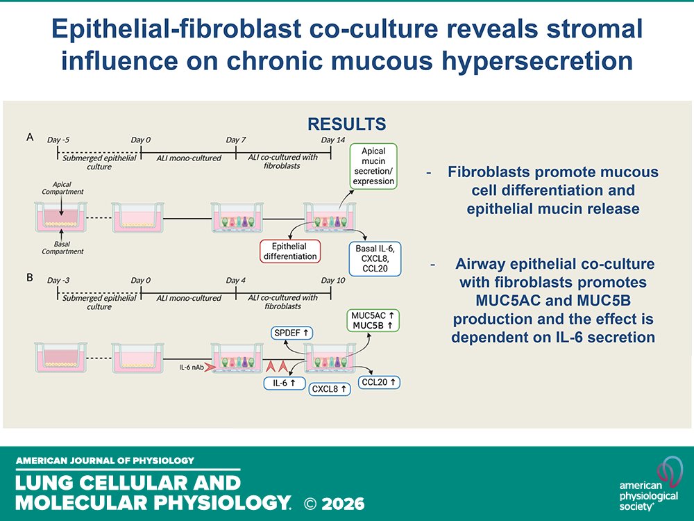 AJPLung's tweet photo. Research Article by H Tasena et al. (@univgroningen @NUSingapore) #Fibroblast cross talk promotes #mucinsynthesis by #COPD-derived #airway #epithelialcells
https://t.co/514Jzvesne https://t.co/uWylJ2RUpX