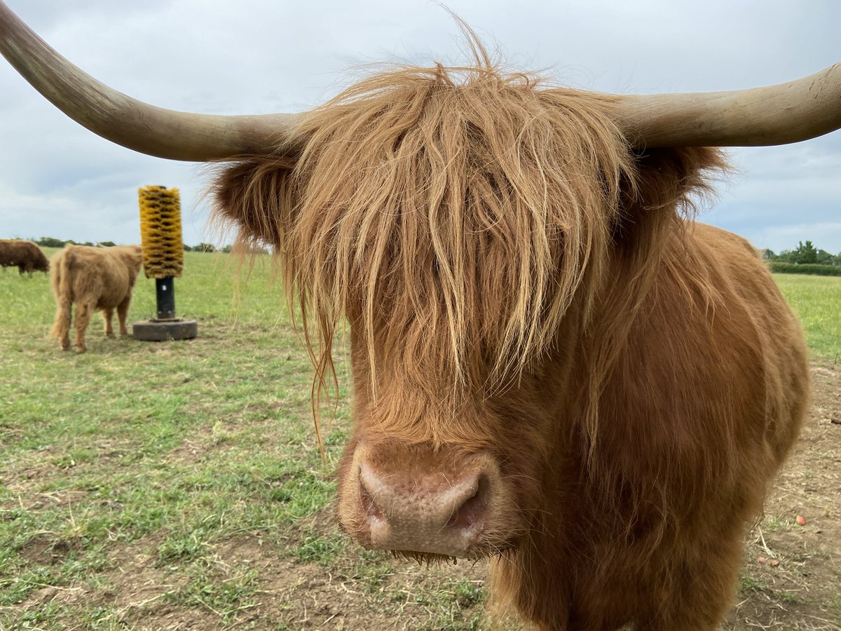 psaxton63's tweet photo. Wonderful experience today getting up close with Highland Cattle at Colready Highlands in rural South Northamptonshire. 
These amazing creatures love apples, that you pop into their mouths like posting a letter (but with more slobber). https://t.co/sW6RADYrhs