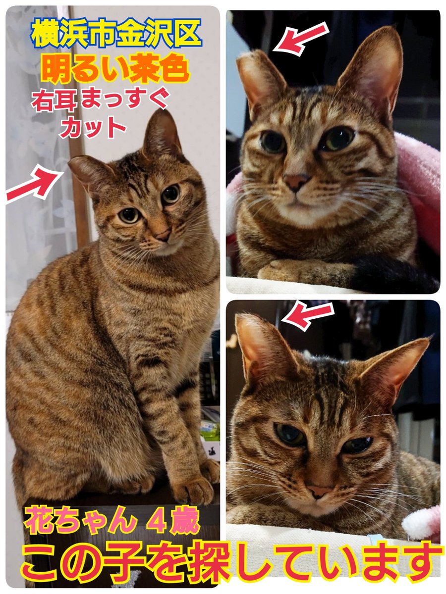 リポストお願いします
