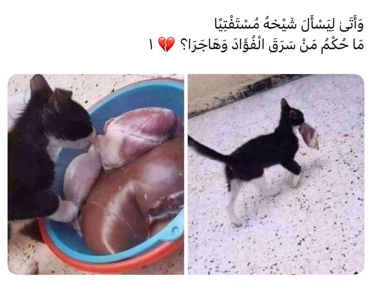 rowdan1's tweet photo. لو تخيل صاحب البيت هذا المشهد ما قاله 🤣🤣 https://t.co/UIY7nWw7BG