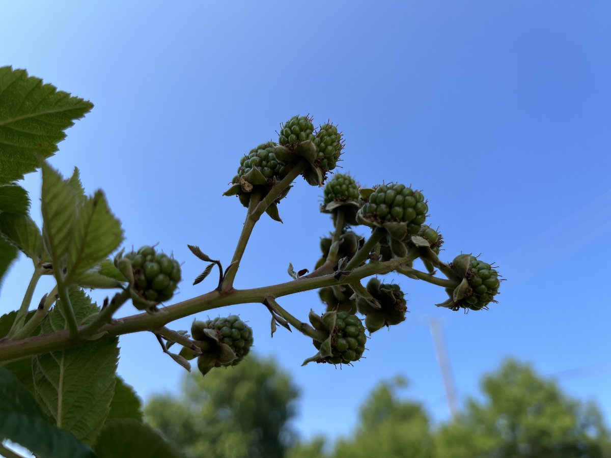 TheGoodFoodie's tweet photo. Watching blackberries grow in the #schoolgarden teaches students that gardening is both science and patience in action. From soil health and irrigation to nutrition and sustainability, students are learning how STEM and healthy eating connect in meaningful ways. #STEMEducation https://t.co/Jx7AtmUbl8