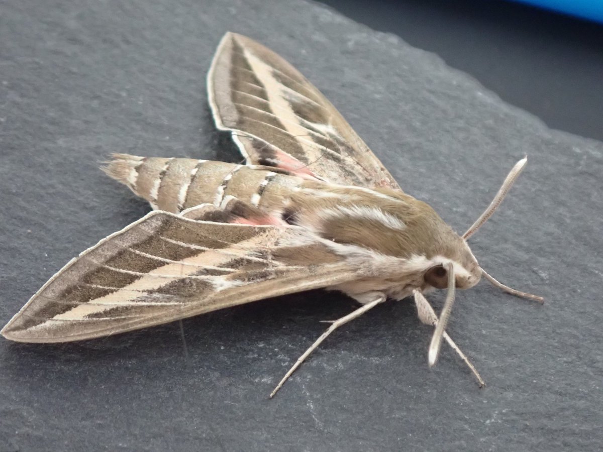 BithellBobby's tweet photo. Had this Striped Hawk Moth in my trap this morning, I think theres only 20 previous Cheshire records! Made up!! https://t.co/sK07y6YafC