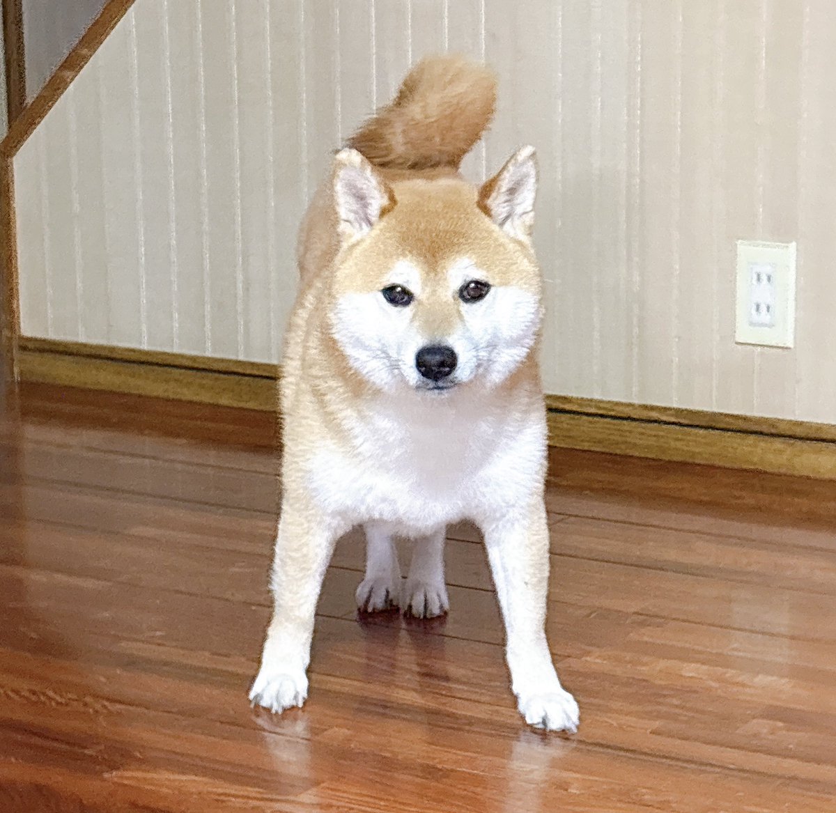 柴犬 つむ tweet media
