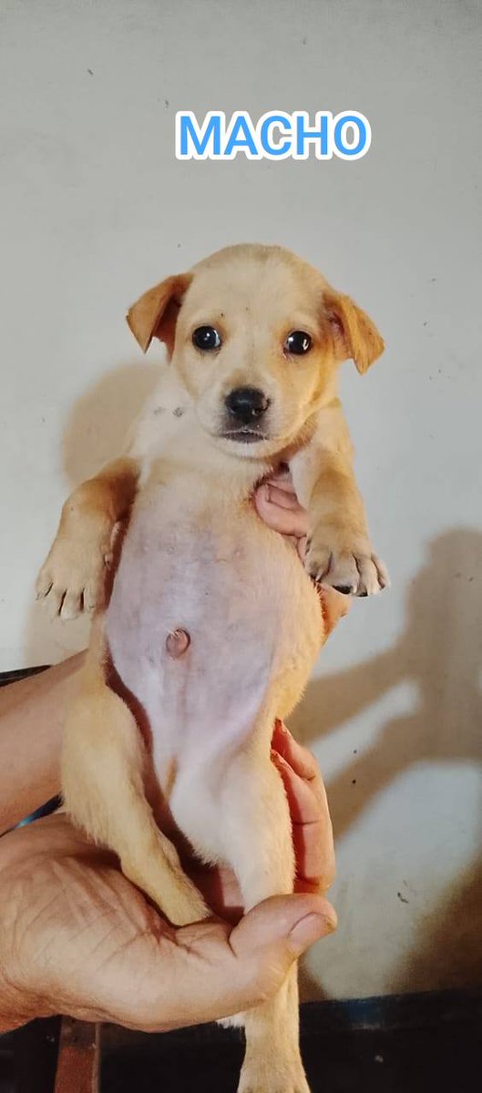 A64029345's tweet photo. Cachorros en adopción, están desparasitados, son muy cariñosos y juguetones, comen perrarina para cachorros y comida húmeda, número de contacto 0414-1209707, se ubican en Caracas el Junquito https://t.co/srUP0YCH7h