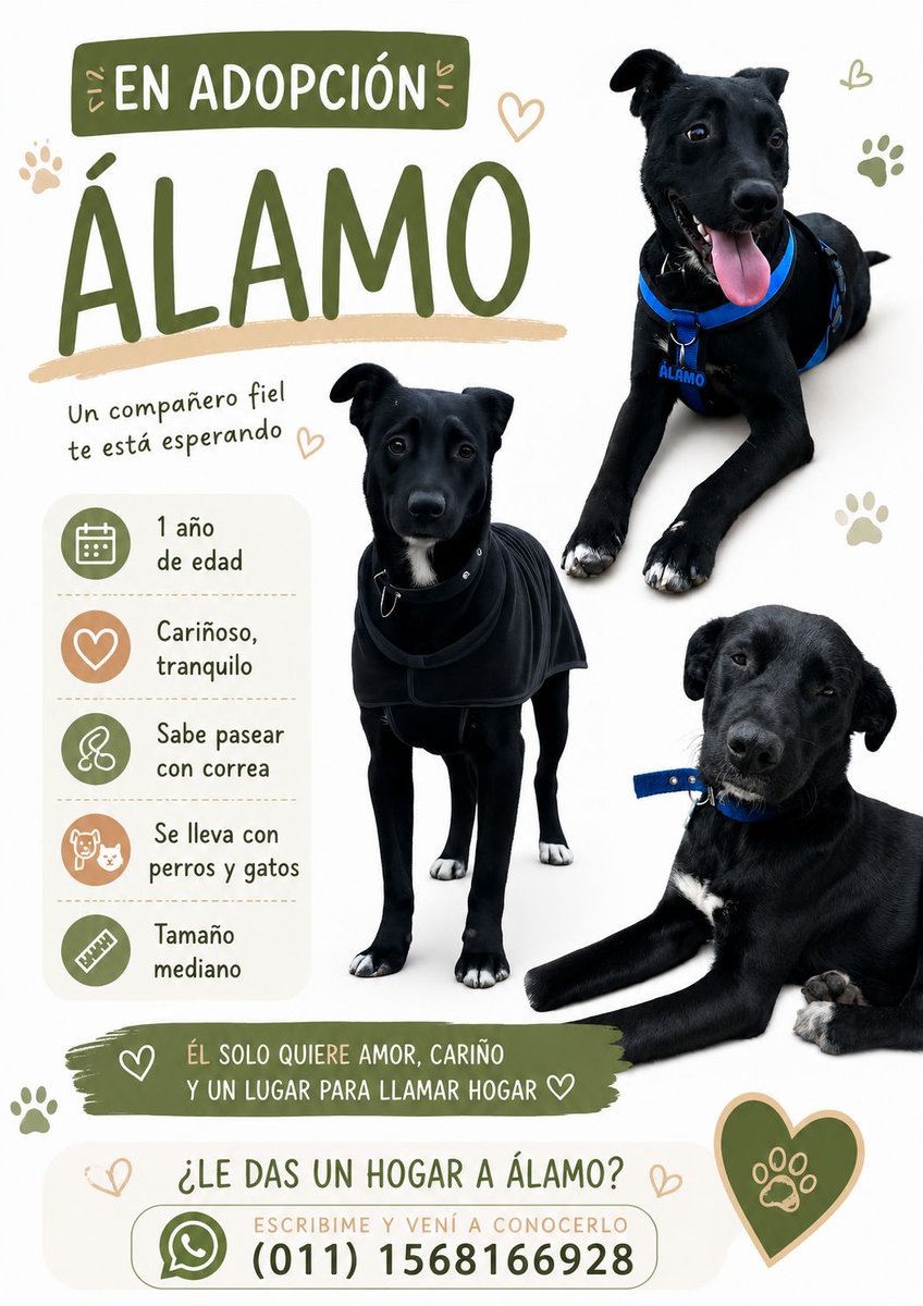 nmquetejeidi's tweet photo. Sigo buscando familia para Alamo, se comunicaron varias familias pero lamentablemente no se pudo concretar ninguna adopción. Por favor RT! https://t.co/bJJT9hkNDR