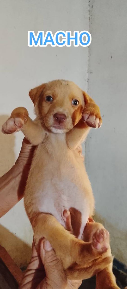 A64029345's tweet photo. Cachorros en adopción, están desparasitados, son muy cariñosos y juguetones, comen perrarina para cachorros y comida húmeda, número de contacto 0414-1209707, se ubican en Caracas el Junquito https://t.co/srUP0YCH7h