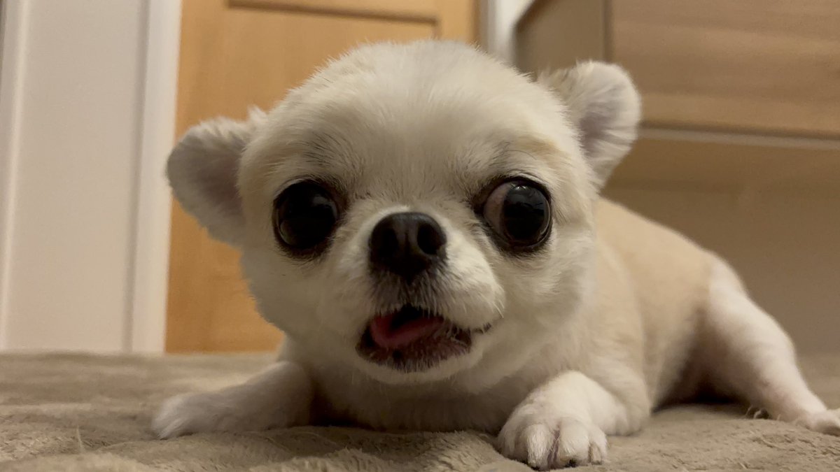 chihuahua_ume's tweet photo. クチャラーなのに可愛いことある？ https://t.co/4p69MfdlST