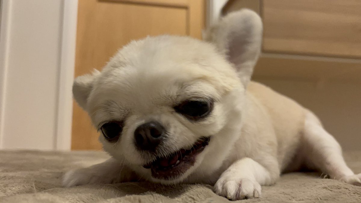 chihuahua_ume's tweet photo. クチャラーなのに可愛いことある？ https://t.co/4p69MfdlST