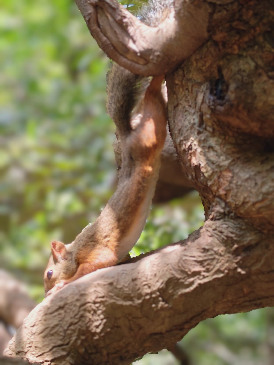 PPonkotsuman's tweet photo. ストレッチ、お手伝したい🐿️😣

#ニホンリス
#写真好きな人と繋がりたい https://t.co/bmCVkddLsJ