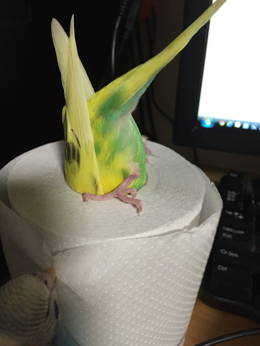 Triangulum1115's tweet photo. #セキセイインコ https://t.co/IlIghuEIBT