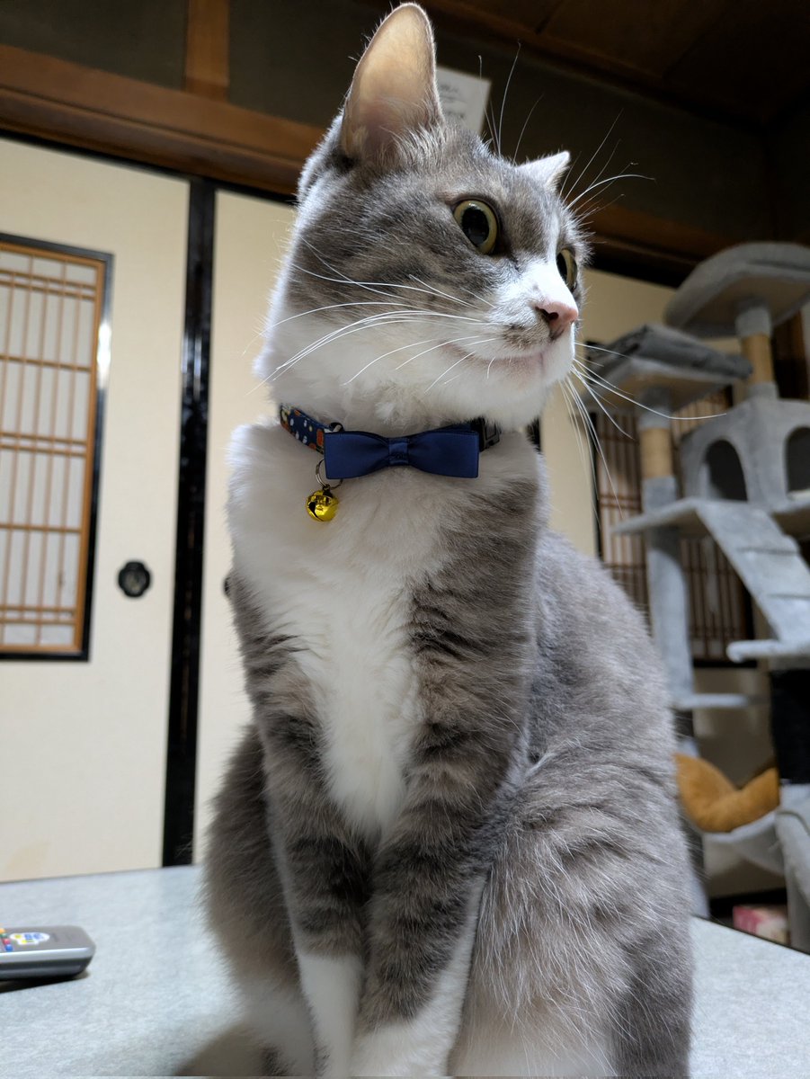 2人とも蝶ネクタイの首輪がとっても良く似合っているよ(*´艸｀*) ＃猫