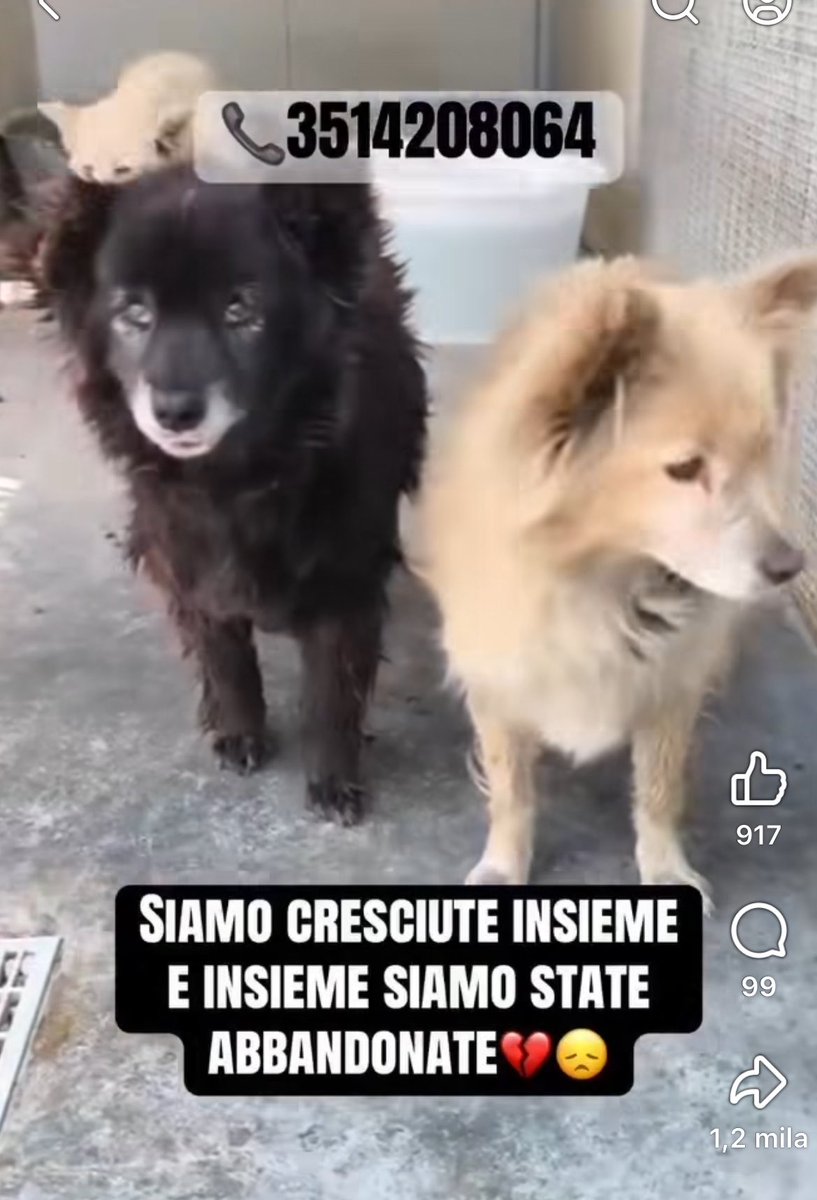 federica corsi tweet media