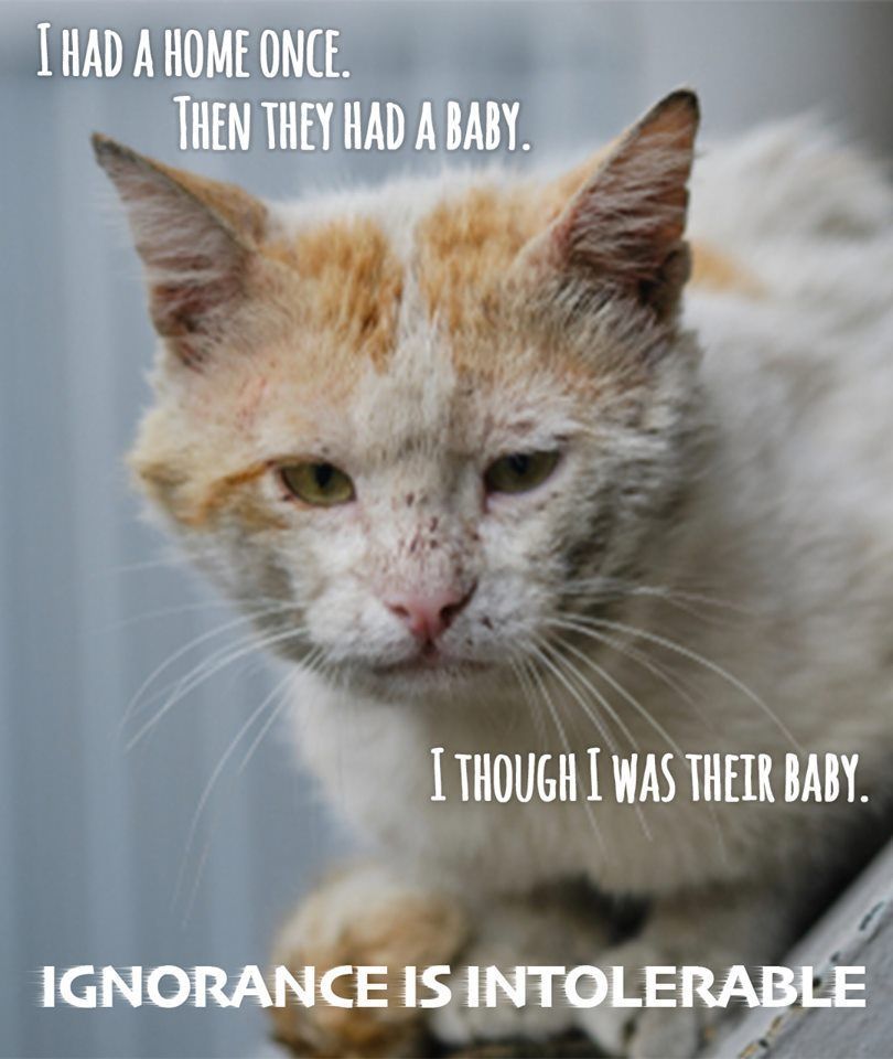 Cats and Kittens tweet media