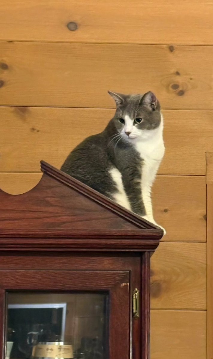 🇨🇦 Nico Carney, Purr Minister of Canada tweet media