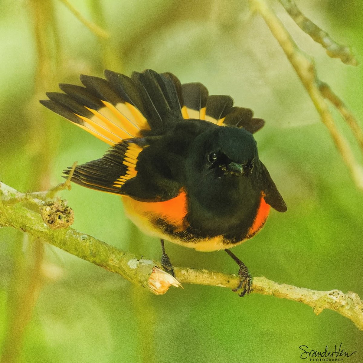 ItakeBirdPics's tweet photo. American Redstart
Sabine Woods in Texas, USA. 05/02/2026 #americanredstart #redstart #birdphotography #naturephotograpy https://t.co/5novviT6Zy