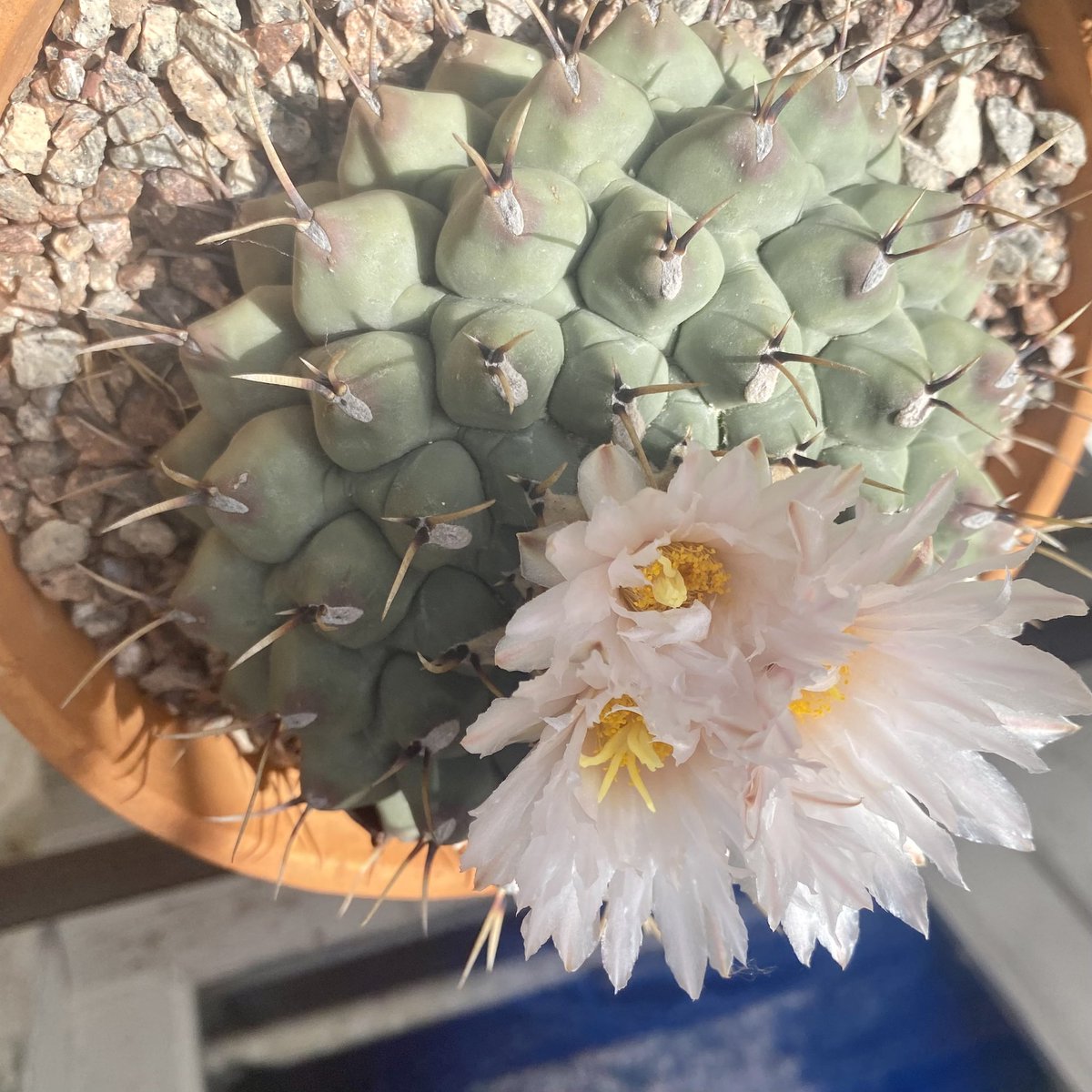 G27Marco's tweet photo. Ça va être un festival de #fleurs du côté des #cactees pour les trois mois à venir ! #fleur #jardin #merveille https://t.co/hCFWvhHg2m