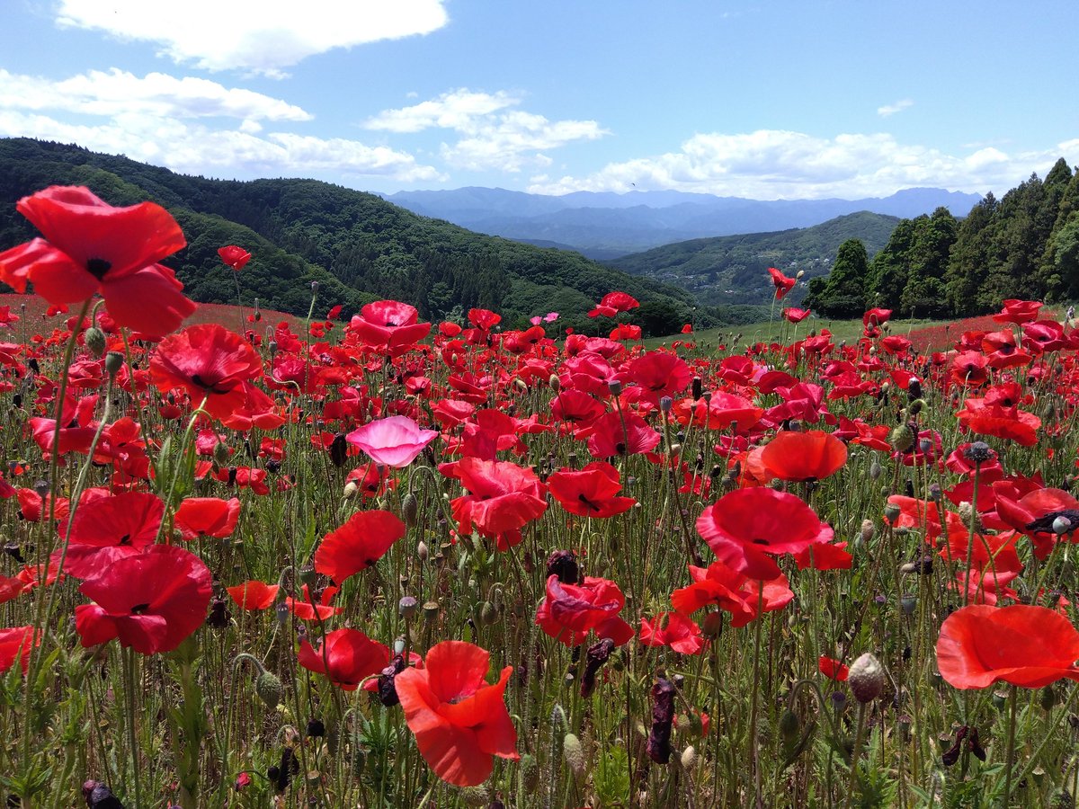 cray_george's tweet photo. お花畑行ってきた
🌹🌹🌹🌹🌹🌹🌹🌹🌹🌹 https://t.co/TUVeARRTPC
