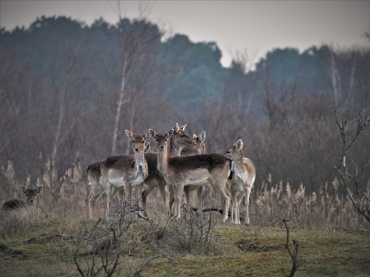 awdbossie's tweet photo. Amsterdamse Waterleidingduinen AWD …. Damherten
#damhert #duinen #fijnweekend #awd #natuur #natuurgebied https://t.co/RmYcdRzLio
