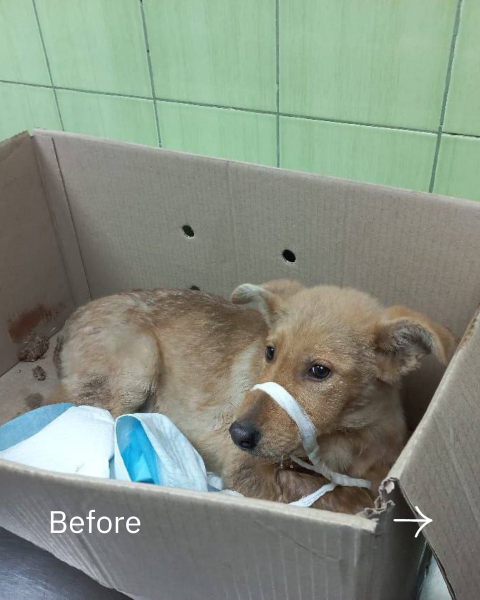 UAnimals.ENG 🇺🇦 tweet media