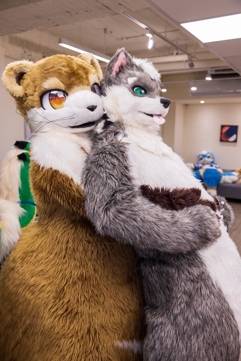 Rutora1208's tweet photo. かわいいオオカミ🐺
家に持ち帰りましょう！
🐺：@boy2wolf 
📷：@jason21716 
#FursuitFriday https://t.co/1m0BEZhRzO