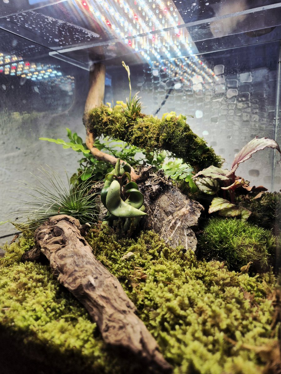 TIMECODE_CC0078's tweet photo. ✨️A small change for a better look.✨️ The Tillandsia on the right was too big and was blocking the view of the begonia in the background.
I think it looks much better now.
#miniterrarium #mossgarden #terrariumplants #terrarium https://t.co/yuTUnJVJGn