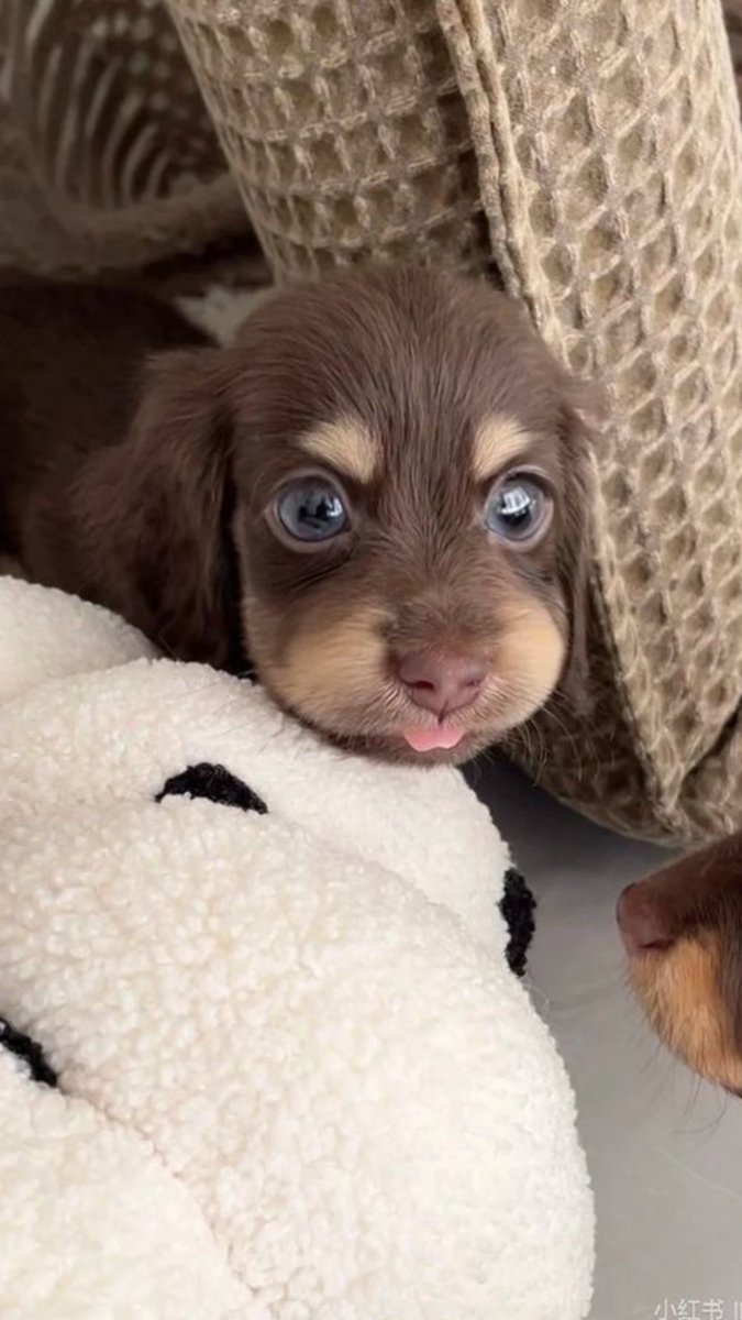 cutiedachshund's tweet photo. I am cute or not?? https://t.co/Iw7QUOHFqW