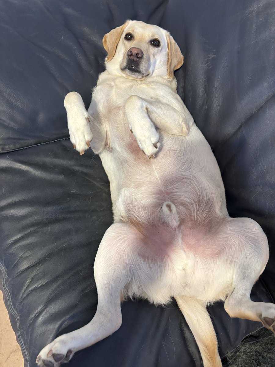 hiron28826009's tweet photo. 土日でやっちゃいます！
愛犬の可愛いor面白ろ寝相選手権
大賞にはアマギフ3000
参加資格はフォロワーさんで犬種は問わずで🐶
フォロワーさん以外でもフォローしてから参加してくれたらオッケー
僕が可愛いイッヌを見たいからだから独断で決めますw
良かったらリツイよろしくー
#愛犬寝相選手権 https://t.co/30oPJ93Ns7